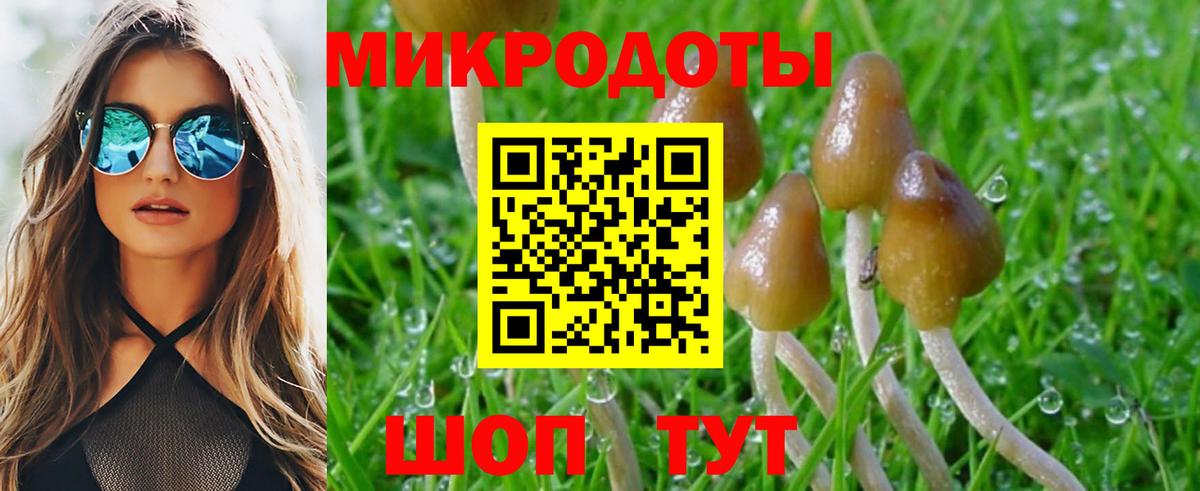 сколько стоит  Псилоцибиновые грибы MAGIC MUSHROOMS  Нововоронеж  Вход с VPN  Галлюциногенные грибы Psilocybine cubensis 